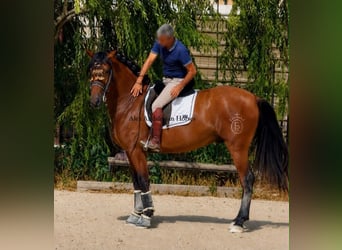 PRE Croisé, Étalon, 3 Ans, 163 cm, Bai