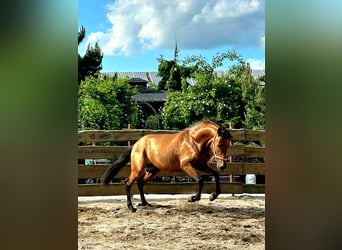 PRE Croisé, Étalon, 3 Ans, 163 cm, Bai