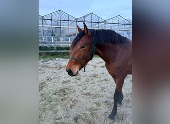 PRE, Étalon, 3 Ans, 163 cm, Bai