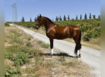 PRE, Étalon, 3 Ans, 163 cm, Bai