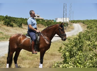 PRE, Étalon, 3 Ans, 163 cm, Bai