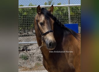 PRE Croisé, Étalon, 3 Ans, 163 cm, Buckskin