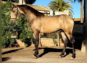 PRE Croisé, Étalon, 3 Ans, 163 cm, Buckskin