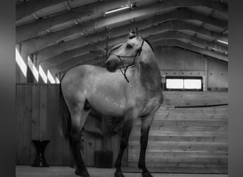 PRE Croisé, Étalon, 3 Ans, 163 cm, Buckskin