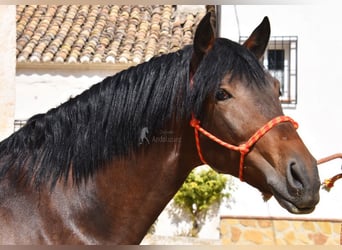 PRE, Étalon, 3 Ans, 163 cm