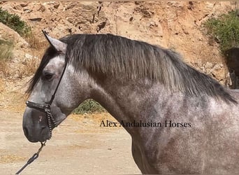 PRE Croisé, Étalon, 3 Ans, 163 cm, Gris