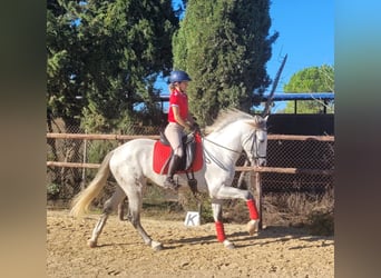 PRE, Étalon, 3 Ans, 163 cm, Gris