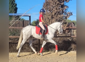 PRE, Étalon, 3 Ans, 163 cm, Gris