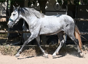 PRE Croisé, Étalon, 3 Ans, 163 cm, Gris