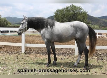 PRE Croisé, Étalon, 3 Ans, 163 cm, Gris