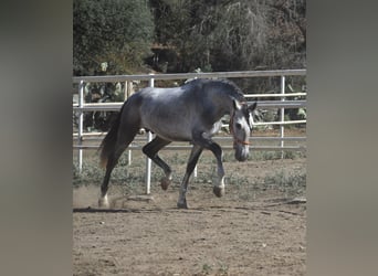 PRE Croisé, Étalon, 3 Ans, 163 cm, Gris pommelé