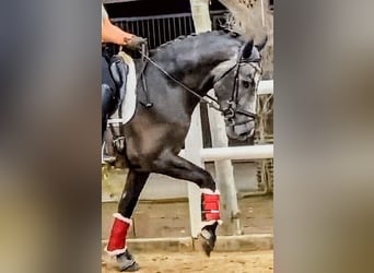 PRE Croisé, Étalon, 3 Ans, 163 cm, Gris pommelé