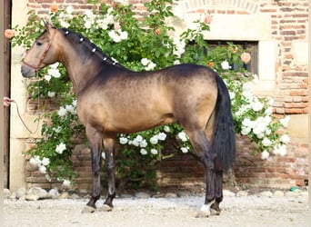PRE, Étalon, 3 Ans, 163 cm, Isabelle
