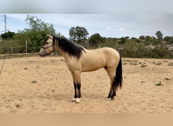 PRE Croisé, Étalon, 3 Ans, 163 cm, Isabelle