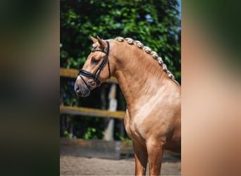 PRE, Étalon, 3 Ans, 163 cm, Palomino