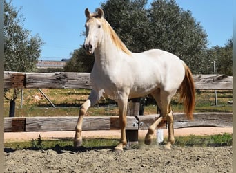 PRE, Étalon, 3 Ans, 163 cm, Perle