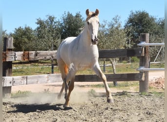 PRE, Étalon, 3 Ans, 163 cm, Perle
