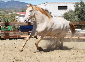 PRE, Étalon, 3 Ans, 163 cm, Perle