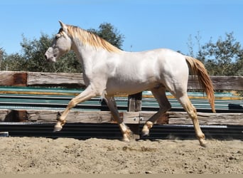 PRE, Étalon, 3 Ans, 163 cm, Perle