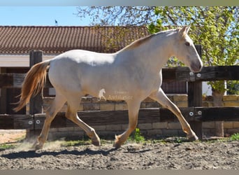 PRE, Étalon, 3 Ans, 163 cm, Perle