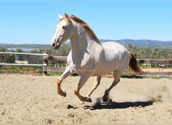 PRE, Étalon, 3 Ans, 163 cm, Perle