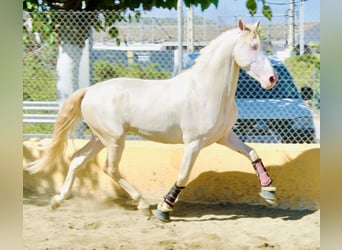 PRE Croisé, Étalon, 3 Ans, 163 cm, Perlino