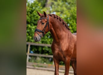 PRE, Étalon, 3 Ans, 164 cm, Alezan