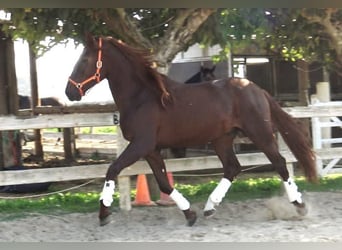 PRE, Étalon, 3 Ans, 164 cm, Alezan