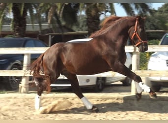 PRE, Étalon, 3 Ans, 164 cm, Alezan