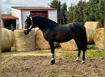 PRE Croisé, Étalon, 3 Ans, 164 cm, Bai brun