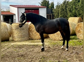 PRE Croisé, Étalon, 3 Ans, 164 cm, Bai brun