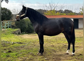 PRE Croisé, Étalon, 3 Ans, 164 cm, Bai brun