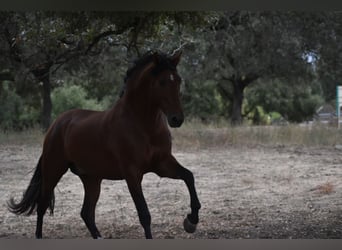 PRE Croisé, Étalon, 3 Ans, 164 cm, Bai