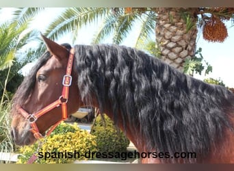 PRE Croisé, Étalon, 3 Ans, 164 cm, Bai