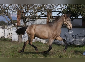 PRE Croisé, Étalon, 3 Ans, 164 cm, Buckskin