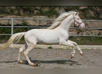 PRE, Étalon, 3 Ans, 164 cm, Cremello