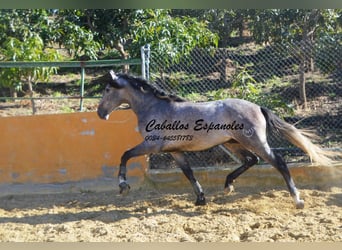 PRE, Étalon, 3 Ans, 164 cm, Gris (bai-dun)