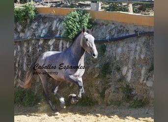 PRE, Étalon, 3 Ans, 164 cm, Gris (bai-dun)