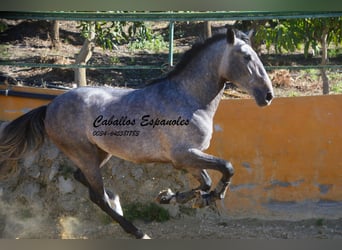 PRE, Étalon, 3 Ans, 164 cm, Gris (bai-dun)
