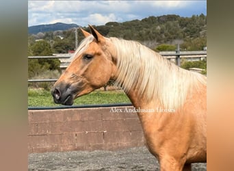 PRE Croisé, Étalon, 3 Ans, 164 cm, Palomino