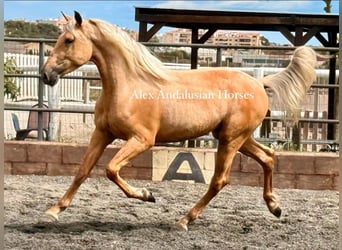 PRE Croisé, Étalon, 3 Ans, 164 cm, Palomino