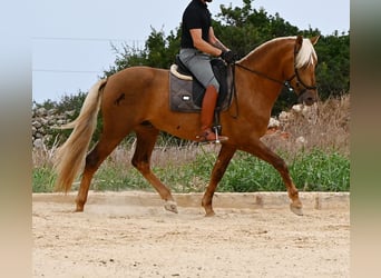 PRE Croisé, Étalon, 3 Ans, 164 cm, Palomino