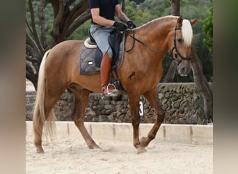 PRE Croisé, Étalon, 3 Ans, 164 cm, Palomino
