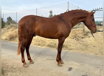 PRE Croisé, Étalon, 3 Ans, 165 cm, Alezan