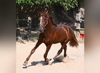 PRE Croisé, Étalon, 3 Ans, 165 cm, Alezan