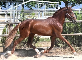 PRE Croisé, Étalon, 3 Ans, 165 cm, Alezan