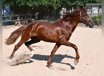 PRE Croisé, Étalon, 3 Ans, 165 cm, Alezan