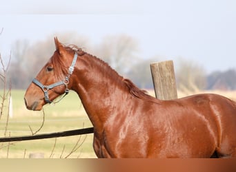 PRE Croisé, Étalon, 3 Ans, 165 cm, Alezan
