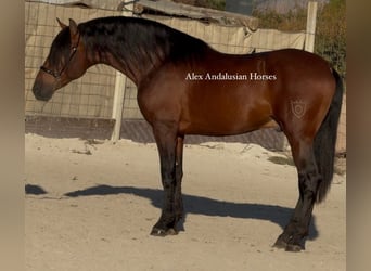 PRE Croisé, Étalon, 3 Ans, 165 cm, Bai brun