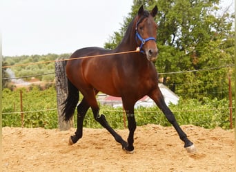 PRE, Étalon, 3 Ans, 165 cm, Bai